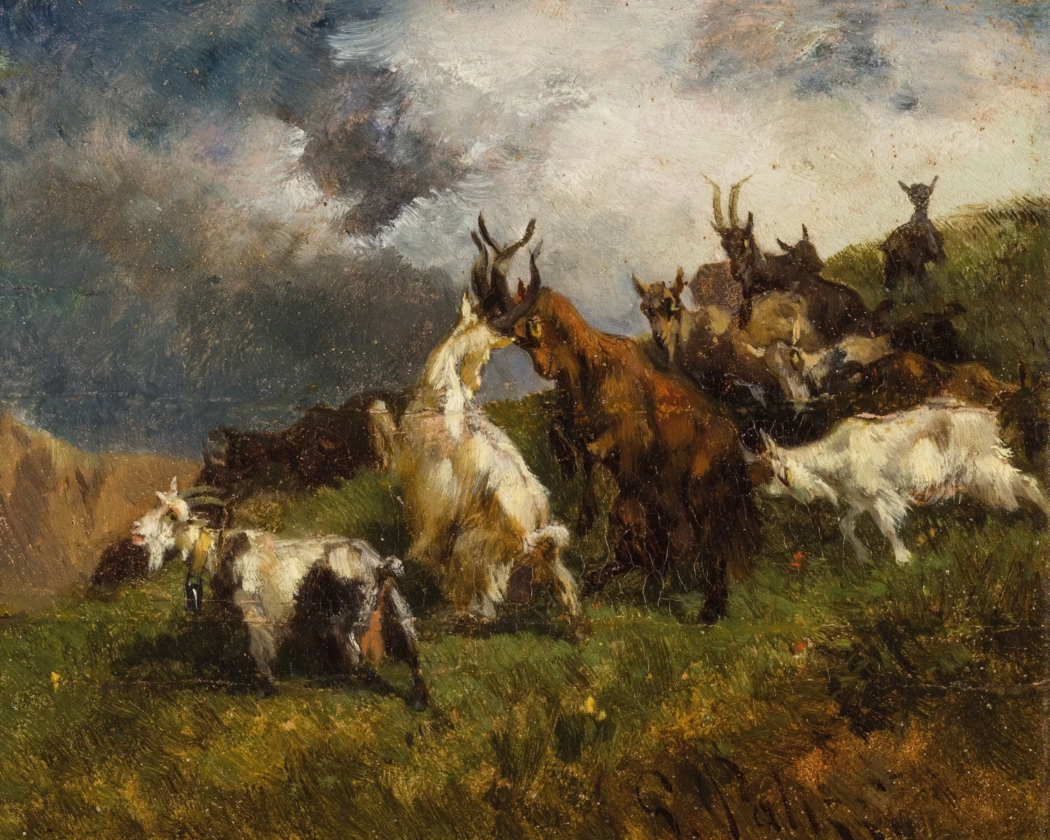 Giochi fra caprette nel prato